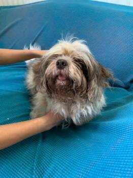 Shih Tzu Dogs Available for Adoption in Luling, Texas - Maggie | PetCurious
