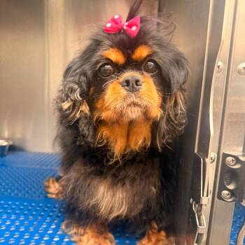 Cavalier King Charles Spaniel Dogs Available for Adoption in Pittsburg, Kansas - Stormy | PetCurious