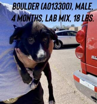 Boulder -  Border Collie and Labrador Retriever Dog for Adoption in Estes Park, Colorado - Boulder | PetCurious