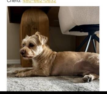 Maltese and Yorkshire Terrier Dogs Available for Adoption - Buddy | PetCurious