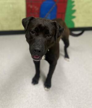 American Bulldog and Mixed Breed Dogs Available for Adoption in Indianapolis, Indiana - ELEANOR | PetCurious