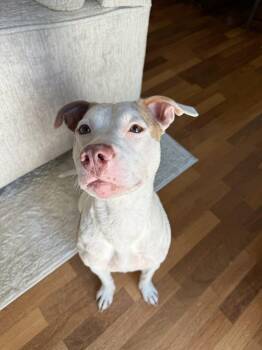 Rescue Pit Bull Terrier Dogs for Adoption in Wrightstown, New Jersey - Kaia | PetCurious