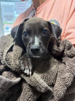 Candace -  Labrador Retriever Dog for Adoption in Morgantown, Kentucky - Candace | PetCurious