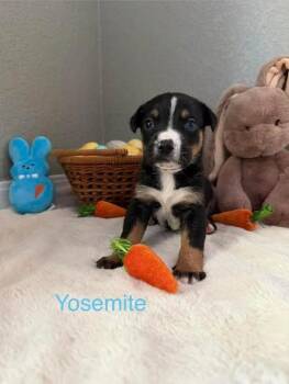 Pit Bull Terrier Dogs Available for Adoption - Yosemite | PetCurious