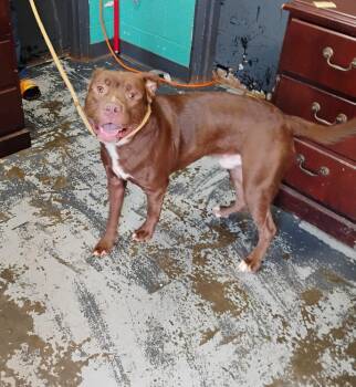 Rolo #159 -  Pit Bull Terrier Dog for Adoption in New Lexington, Ohio - Rolo #159 | PetCurious