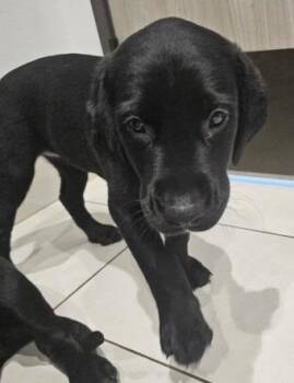 Labrador Retriever Dogs Available for Adoption - Buzz | PetCurious