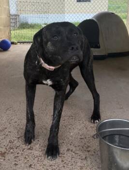 LouLou -  Cane Corso and Mixed Breed Dog for Adoption in West Memphis, Arkansas - LouLou | PetCurious