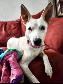 Rescue Cattle Dog and Mixed Breed Dogs for Adoption in Boulder, Colorado - Ivy | PetCurious