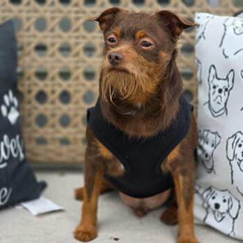 Lorax -  Chihuahua and Brussels Griffon Dog for Adoption in Effingham, Illinois - Lorax | PetCurious