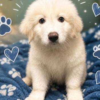 Winston -  Great Pyrenees Dog for Adoption in Conway, South Carolina - Winston | PetCurious