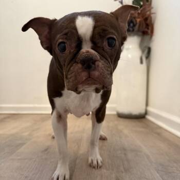 Boston Terrier Dogs Available for Adoption in Medford Lakes, New Jersey - Tootsie | PetCurious
