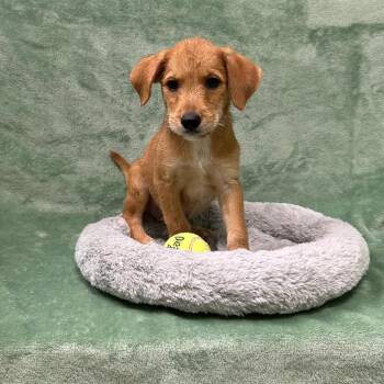Red -  Schnauzer Dog for Adoption in Logan, Utah - Red | PetCurious
