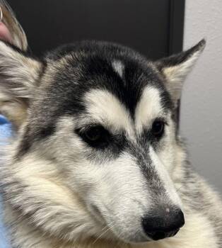 Malibu -  Siberian Husky Dog for Adoption in Vancouver, Washington - Malibu | PetCurious