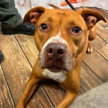 Caramel Sundae -  Terrier and Mixed Breed Dog for Adoption in Gastonia, North Carolina - Caramel Sundae | PetCurious