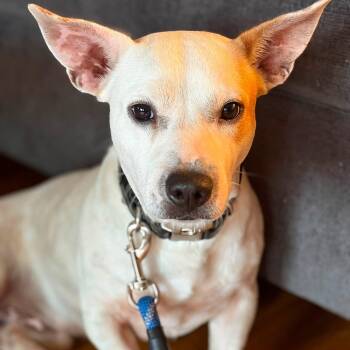 Roscoe -  Jack Russell Terrier Dog for Adoption in Copiague, New York - Roscoe | PetCurious