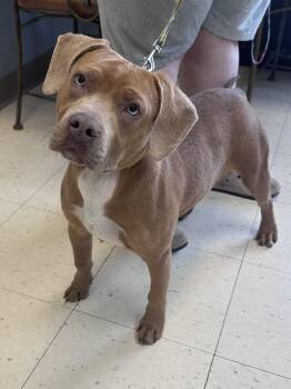 American Staffordshire Terrier and Mixed Breed Dogs Available for Adoption in Dyersburg, Tennessee - Indie  | PetCurious