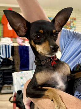 Rescue Chihuahua Dogs for Adoption in Texarkana, Texas - Georgia | PetCurious