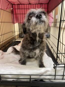 Mixed Breed Dogs Available for Adoption in Hamilton Township, New Jersey - Lady | PetCurious