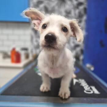 Cracker -  West Highland White Terrier Westie and Jack Russell Terrier Dog for Adoption in Wahiawa, Hawaii - Cracker | PetCurious