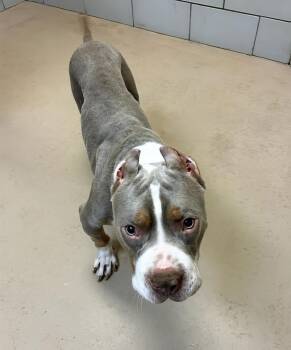 Crunchwrap -  Mixed Breed Dog for Adoption in Nashville, Tennessee - Crunchwrap | PetCurious