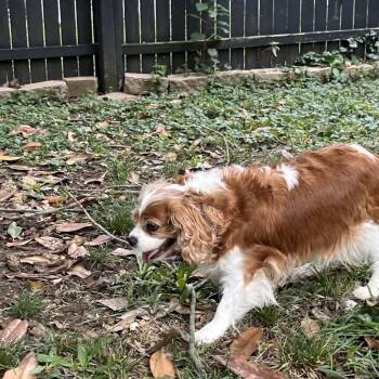 Rescue Cavalier King Charles Spaniel Dogs for Adoption in Farmersville, Ohio - Pristina | PetCurious