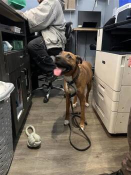 Mixed Breed Dogs Available for Adoption in Montreal, Quebec - Whisky | PetCurious