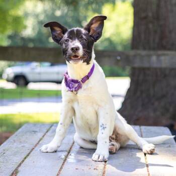 Sneezy -  Terrier and Mixed Breed Dog for Adoption in Wilmington, Delaware - Sneezy | PetCurious