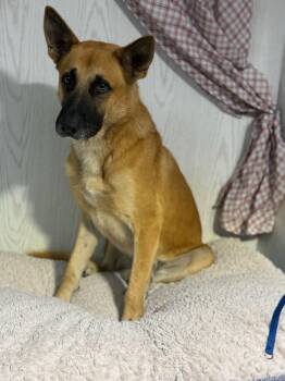 Rescue Belgian Shepherd Malinois Dogs for Adoption in Opelousas, Louisiana - Ace | PetCurious
