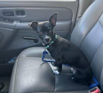 Rescue Chihuahua Dogs for Adoption in De Pere, Wisconsin - Ollie | PetCurious