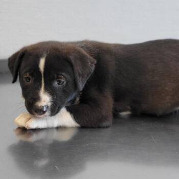 108866 -  Mixed Breed Dog for Adoption in Las Cruces, New Mexico - 108866 | PetCurious