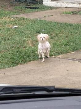 BONBON -  Poodle Dog for Adoption in San Antonio, Texas - BONBON | PetCurious