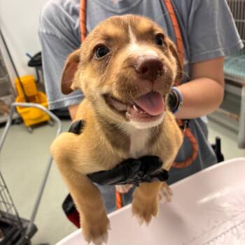 Nala -  Catahoula Leopard Dog and Boxer Dog for Adoption in Abilene, Texas - Nala | PetCurious
