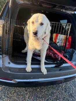 Great Pyrenees Dogs Available for Adoption in San Diego, California - Phoebe | PetCurious