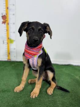 German Shepherd Dog and Labrador Retriever Dogs Available for Adoption in Carlsbad, California - Lucia | PetCurious