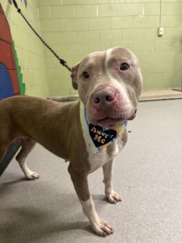 Pit Bull Terrier Dogs Available for Adoption - DUTCH | PetCurious