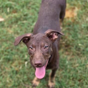 Rarity AL -  Australian Kelpie Dog for Adoption in Austin, Texas - Rarity AL | PetCurious