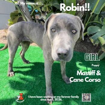 Cane Corso Dogs Available for Adoption in Westminster, California - Robin | PetCurious