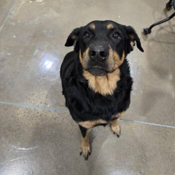 Spritzer -  Rottweiler and Mixed Breed Dog for Adoption in Washburn, Missouri - Spritzer | PetCurious