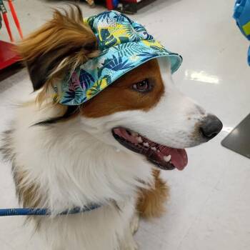 Peter Parker -  Australian Shepherd Dog Available for Adoption in Newport, Washington - Peter Parker | PetCurious