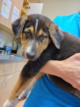 Dexter -  Saint Bernard and Mixed Breed Dog for Adoption in Kennewick, Washington - Dexter | PetCurious