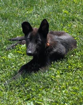 Kaiser 7313 -  German Shepherd Dog Dog for Adoption in Centreville, Virginia - Kaiser 7313 | PetCurious
