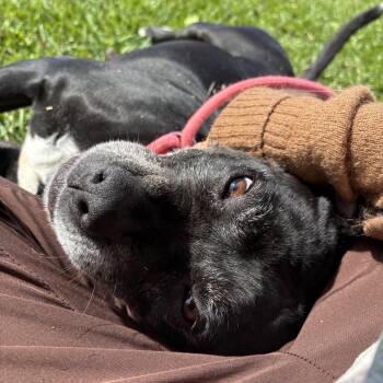 Cookie -  Pit Bull Terrier Dog for Adoption in Pearland, Texas - Cookie | PetCurious