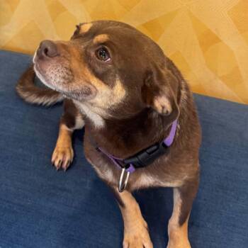 Coco -  Pug and Dachshund Dog for Adoption in Bethel, Connecticut - Coco | PetCurious