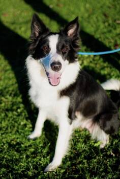 Birdie -  Border Collie Dog for Adoption in Frankfort, New York - Birdie | PetCurious