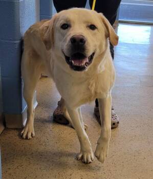 Labrador Retriever and Mixed Breed Dogs Available for Adoption - KINGSTON | PetCurious