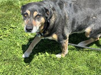 ROWDY -  Rottweiler and Mixed Breed Dog for Adoption in Pueblo, Colorado - ROWDY | PetCurious