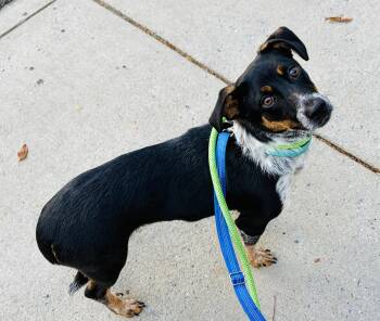 Vinny -  Dachshund and Australian Cattle Dog Blue Heeler Dog for Adoption in Lucedale, Mississippi - Vinny | PetCurious
