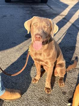 Jody -  Labrador Retriever and Weimaraner Dog for Adoption in Greenville, South Carolina - Jody | PetCurious