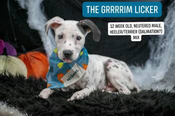 The Grim Licker -  Australian Cattle Dog Blue Heeler and Terrier Dog for Adoption in Sevierville, Tennessee - The Grim Licker | PetCurious