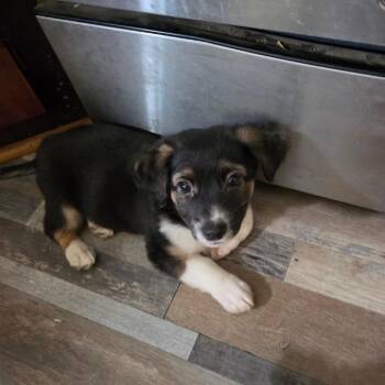 Mop -  Mixed Breed Dog for Adoption in Tacoma, Washington - Mop | PetCurious